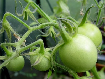 Sommer2014 1 005.jpg