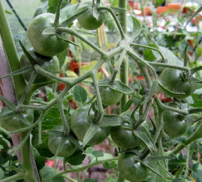 Sommer2014 1 004.jpg