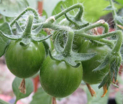 Sommer2014 1 007.jpg