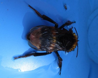 Sommer2014 1 050.jpg