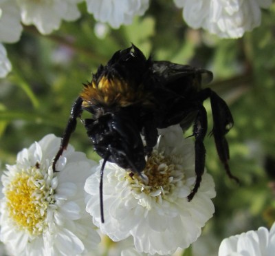 Sommer2014 1 053.jpg