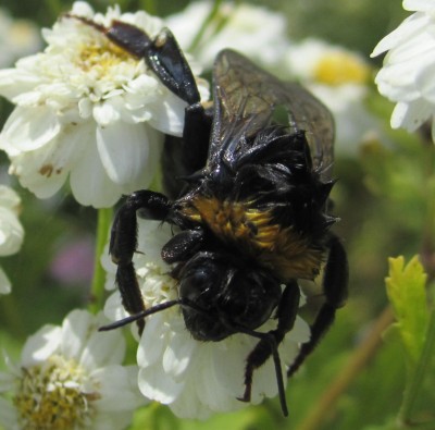 Sommer2014 1 056.jpg