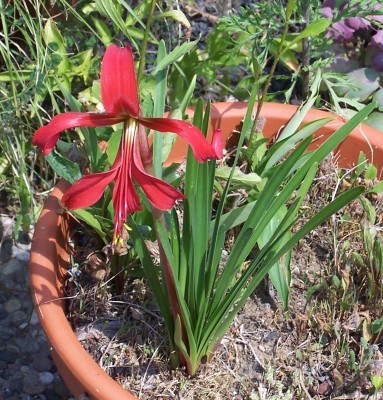 Pflanzen 2014-06-24 006b.jpg
