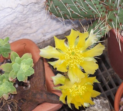 Pflanzen 2014-06-24 004b.jpg