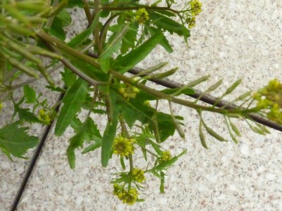 20140622 1088.JPG