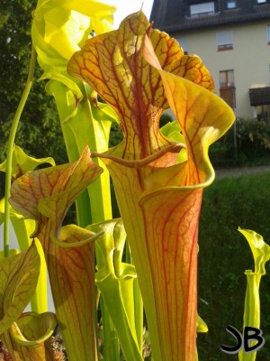 S.flava var atropurpurea 28.5.14 (Kopie).jpg