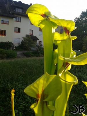 S.flava var rugelii 28.5.14(2) (Kopie).jpg