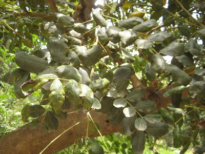 140627_fabaceae1_3.jpg