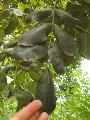 140627_fabaceae1_4.jpg