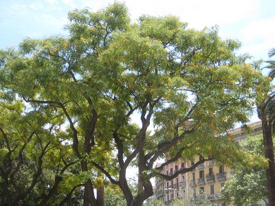 140625_fabaceae2_1.jpg
