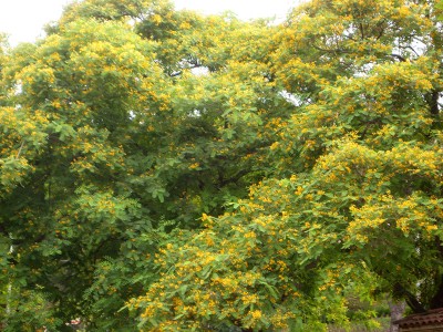 140627_fabaceae2_2.jpg