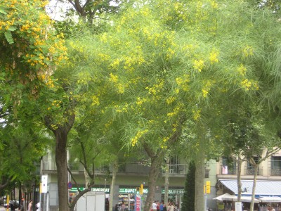 140625_barceloneta_1.jpg