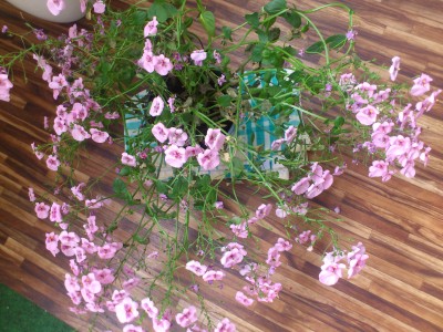 Pflanzen mit vielen kleinen rosa Blüten - Diascia-Hybride ·  Pflanzenbestimmung & Pflanzensuche · GREEN24 Pflanzen & Garten Forum