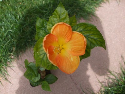 Butterscotch.JPG