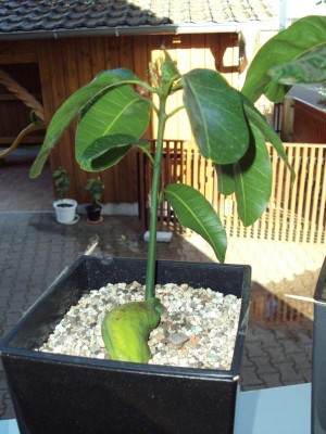 K800_20140613 Mango_2.JPG