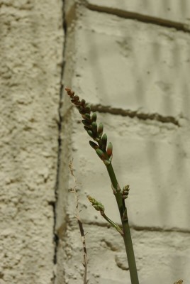 divaricata x parvula1.535x800.jpg