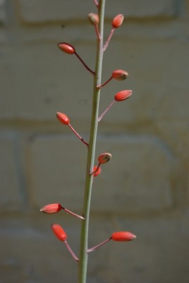 vigueri1.535x800.jpg