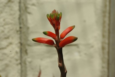 prostratum1.800x535.jpg