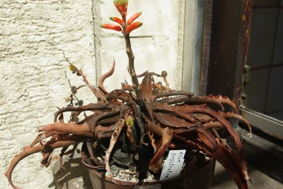prostratum2.800x535.jpg