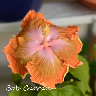 bobcarran7july.jpg