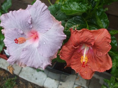 Tylene&amp; Moorea My Favourite.JPG