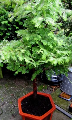 Urweltmammutbaum - Bonsai.jpg