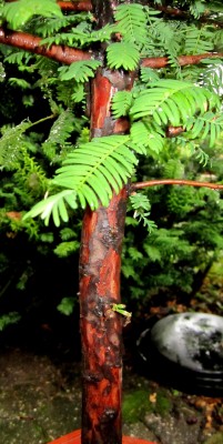 Urweltmammutbaum - Bonsai - Stamm.jpg