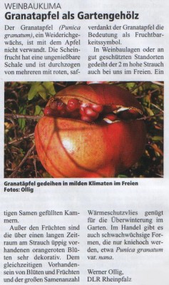 granatapfel.jpg