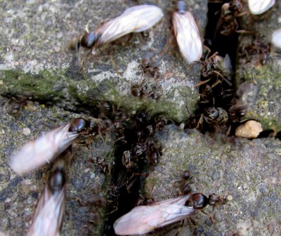 Sommer2014 1 129.jpg