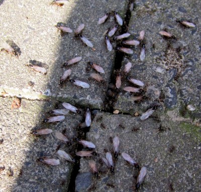 Sommer2014 1 128.jpg