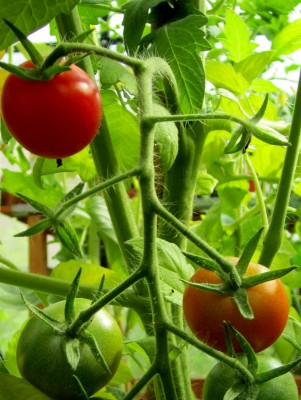 Sommer2014 1 113.jpg