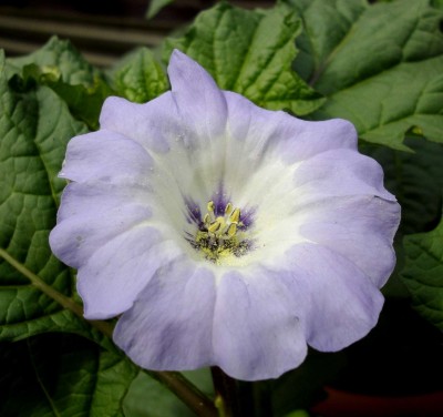 Nicandra.jpg