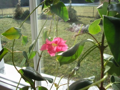mandevilla2.JPG