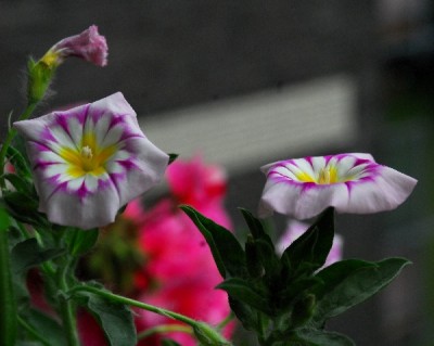 Sommer14 025pp.jpg