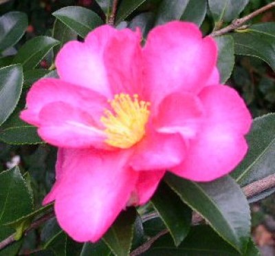 Macro094.JPG