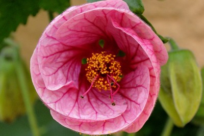 DSC_6813.JPG