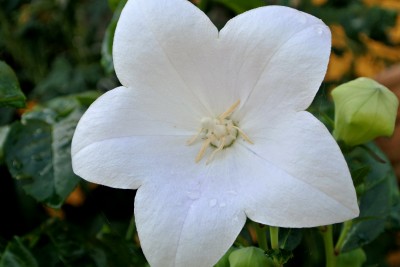 DSC_6978.JPG