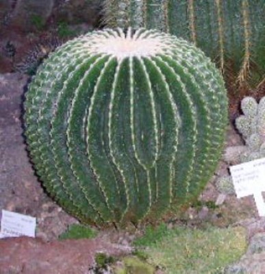 Macro0147.JPG