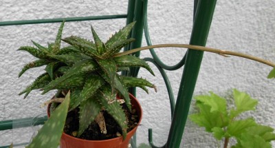 Aloe spec.JPG