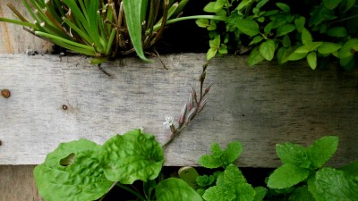 Haworthia.JPG