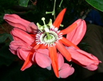 Macro105.JPG