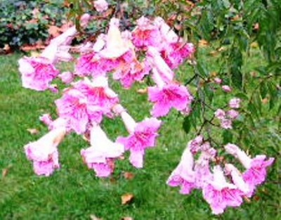 Macro077.JPG