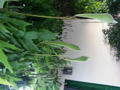 CameraZOOM-20140716195037408.jpg