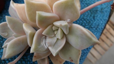 Graptopetalum paraguayensis.jpg