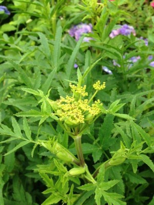 2014-07-15 18.28.13 blume 1.jpg