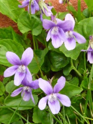 20140416 238 - Kopie.JPG