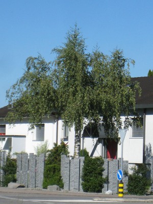 140718_birke.jpg