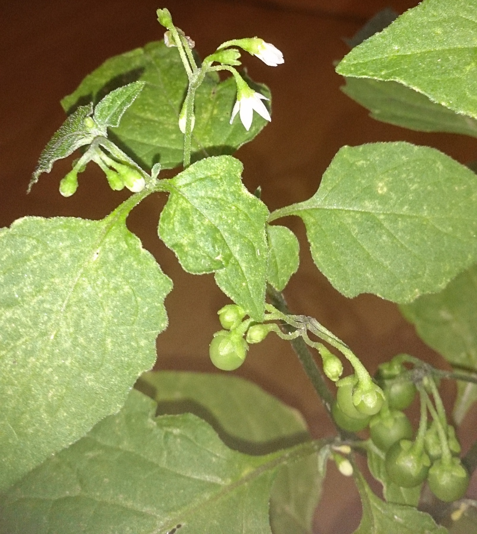 Zimmerpflanze mit grünen Kugeln - Solanum nigrum · Pflanzenbestimmung &  Pflanzensuche · GREEN24 Pflanzen & Garten Forum