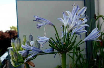 Agapanthus.JPG