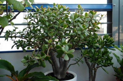 Crassula ovata sun set.JPG